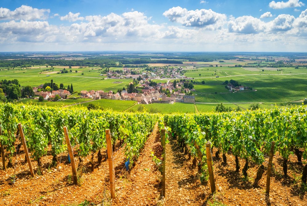 Vinranker i Burgund, Frankrike